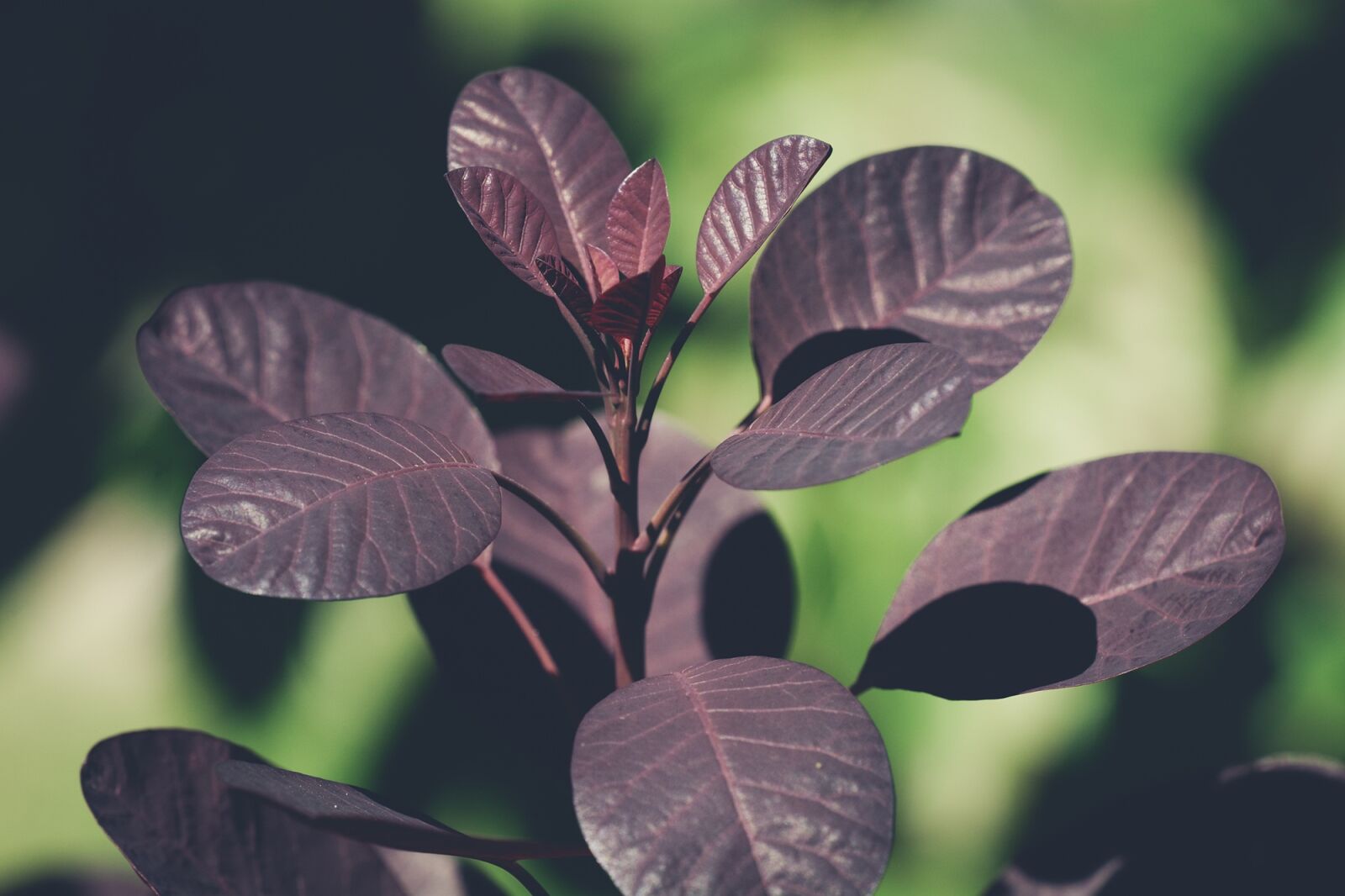 Nikon D7100 sample photo. Leaves, red leaves, tree photography