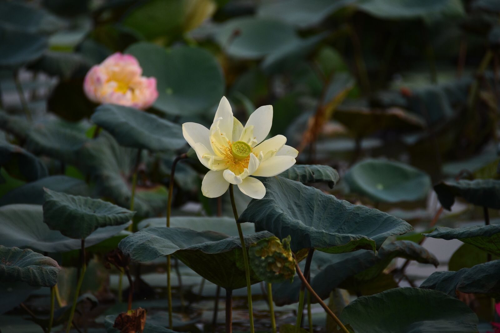 Nikon D7200 sample photo. Flower, lotus, petals photography