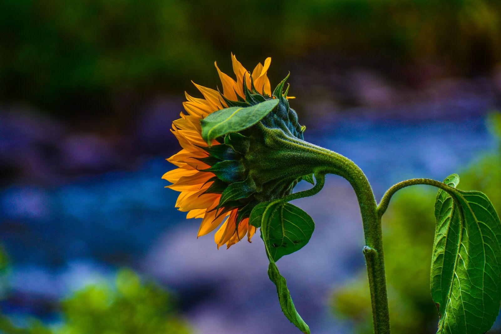 Nikon D3400 sample photo. Sunflower, nature, flower photography