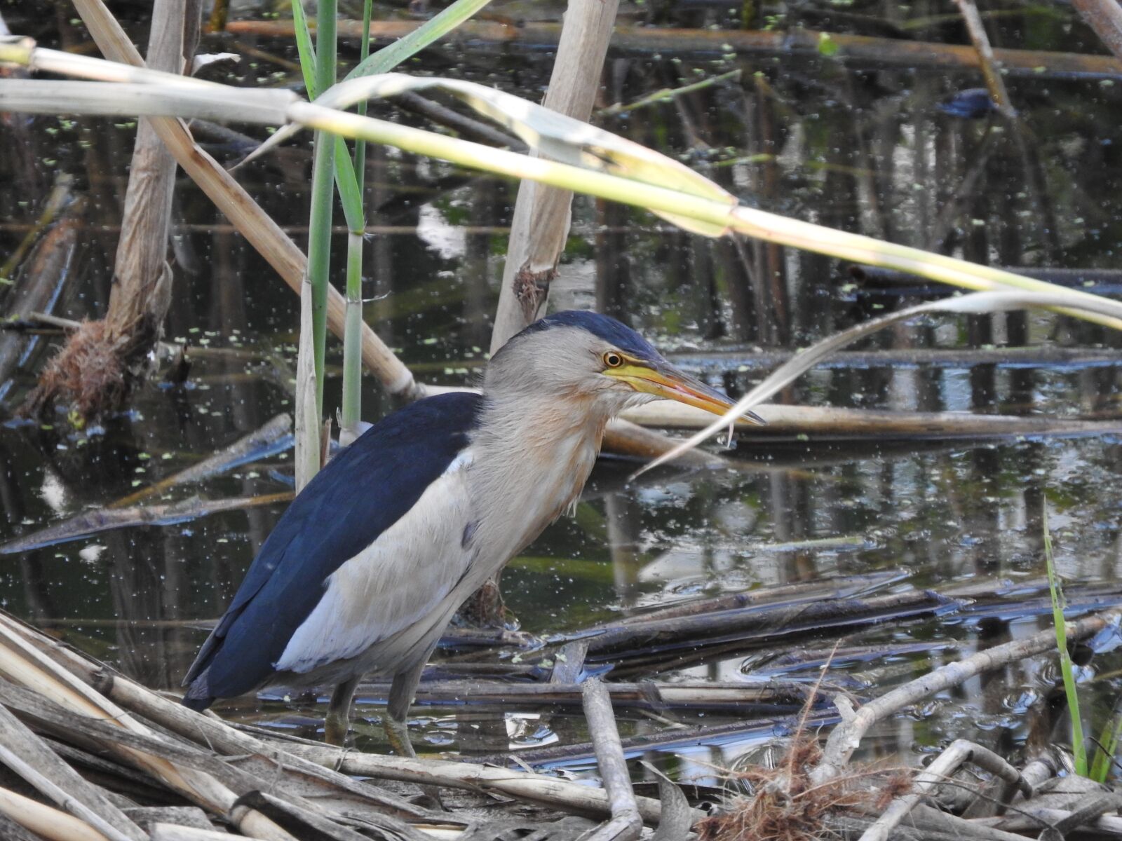 Nikon Coolpix P610 sample photo. Bird, little bittern, pond photography