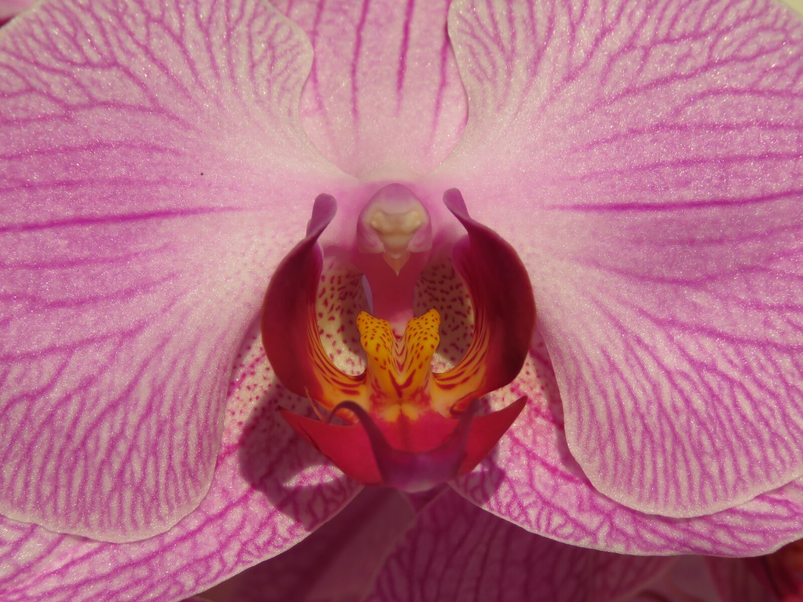 Canon PowerShot SX60 HS sample photo. Orchid, orchideenblüte, blossom photography