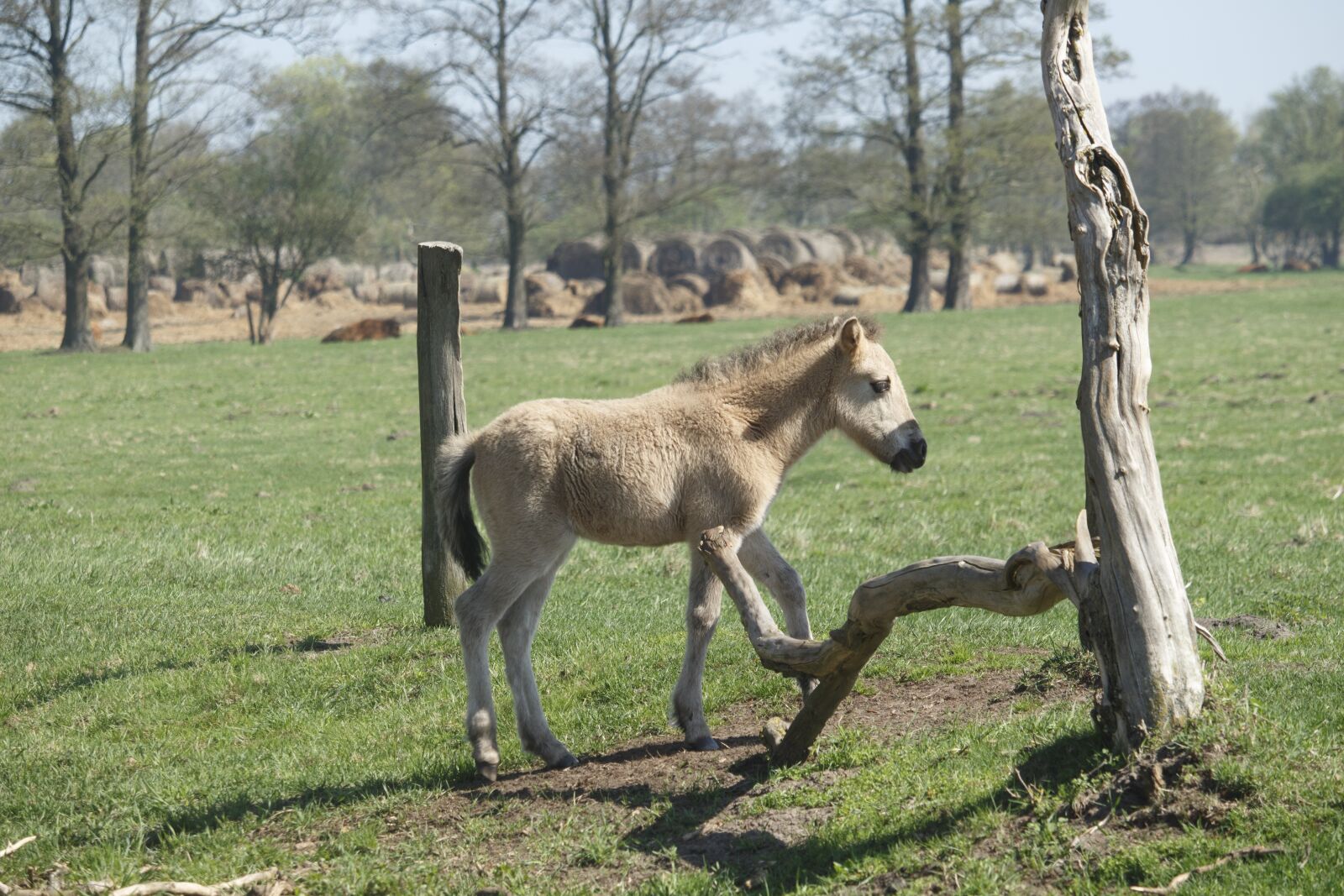 Canon EF-S 55-250mm F4-5.6 IS STM sample photo. Mammals, animals, lawn photography
