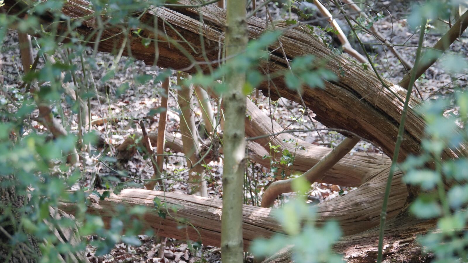 Panasonic Lumix DC-GH5S sample photo. Tree, wood, forest photography