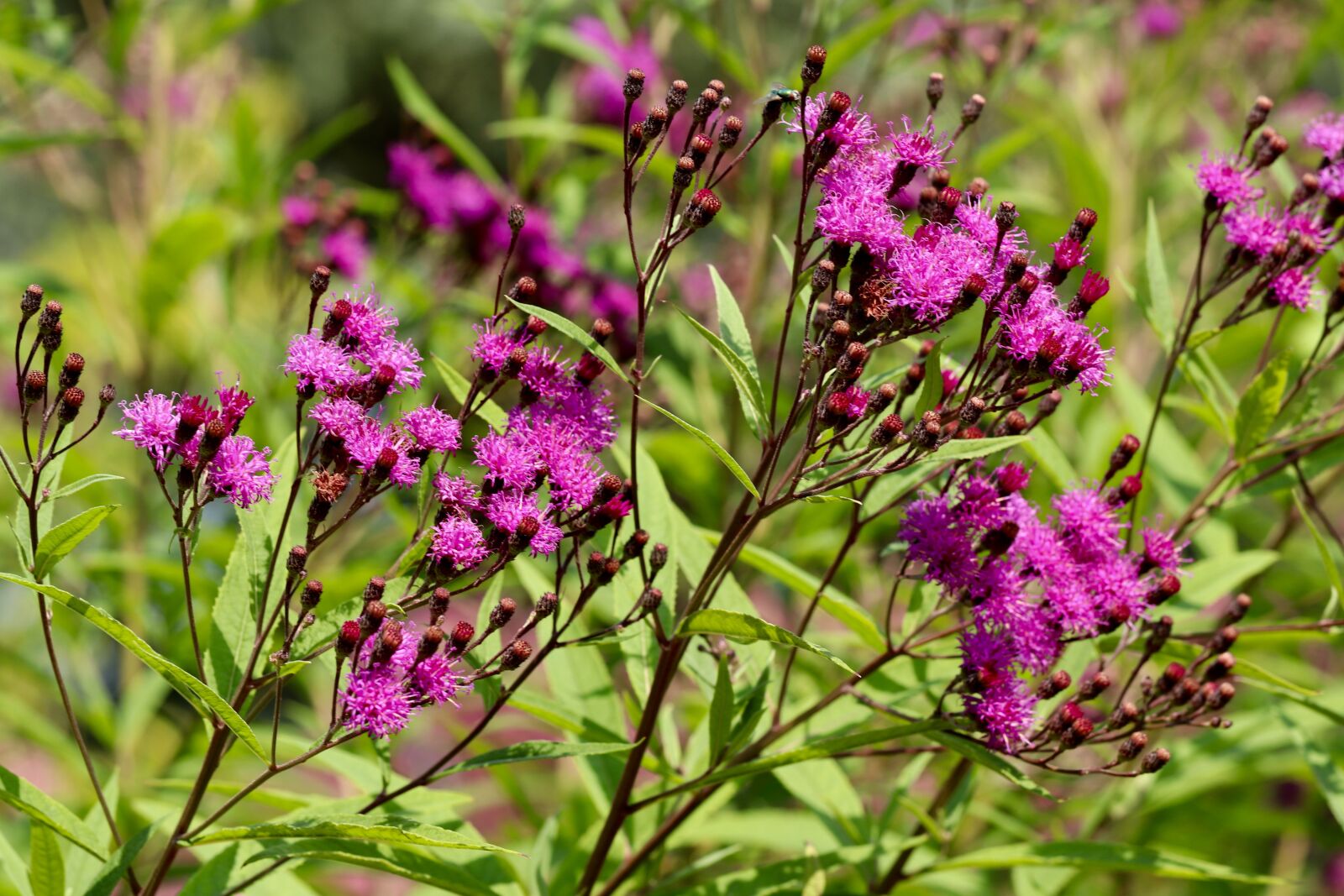 Canon EOS 800D (EOS Rebel T7i / EOS Kiss X9i) sample photo. High ticket aster, vernonia photography