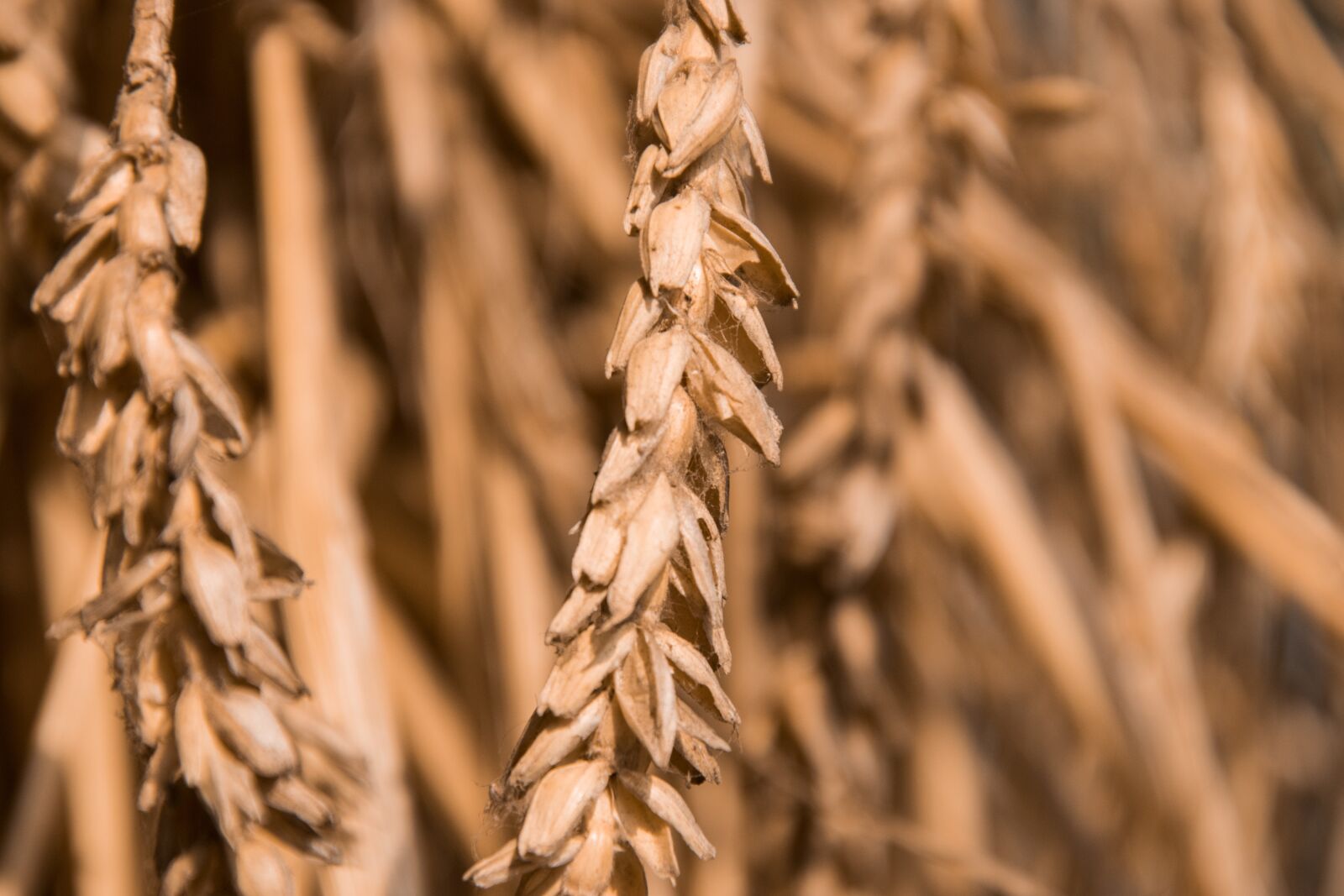 Nikon D3300 sample photo. Cereals, dried, plant photography