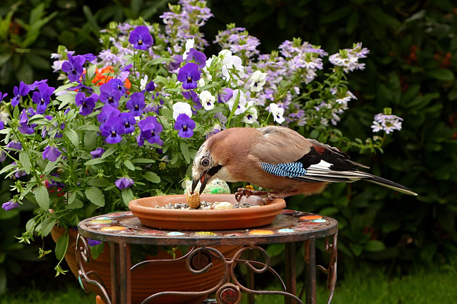 Panasonic Lumix DMC-FZ200 sample photo. Jay, garrulus glandarius, bird photography