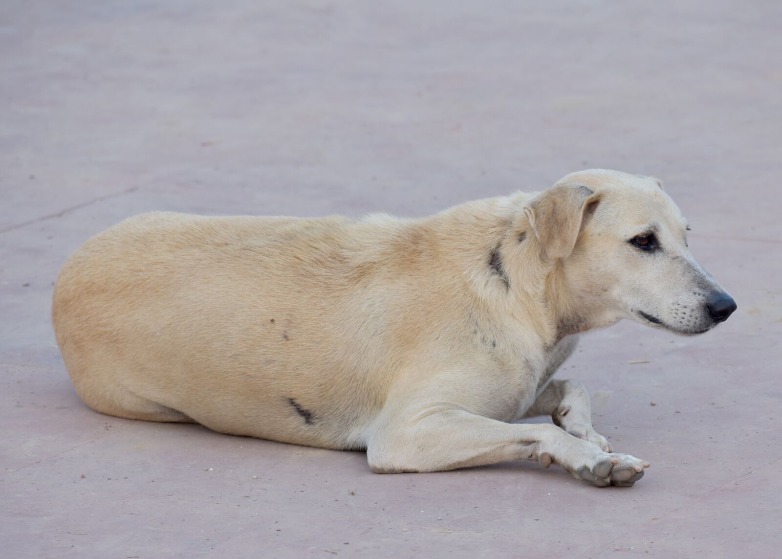 Nikon D5600 sample photo. Dog, street dog, white photography