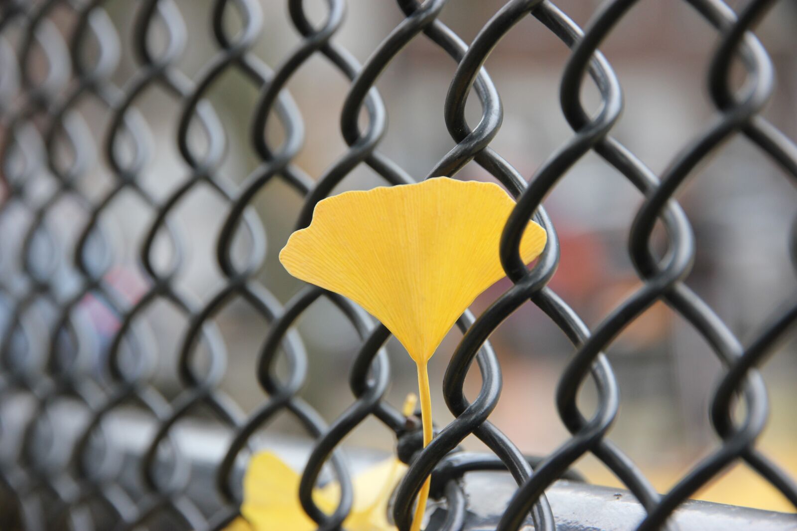 Canon EOS 550D (EOS Rebel T2i / EOS Kiss X4) sample photo. Ginkgo, sheet, autumn photography