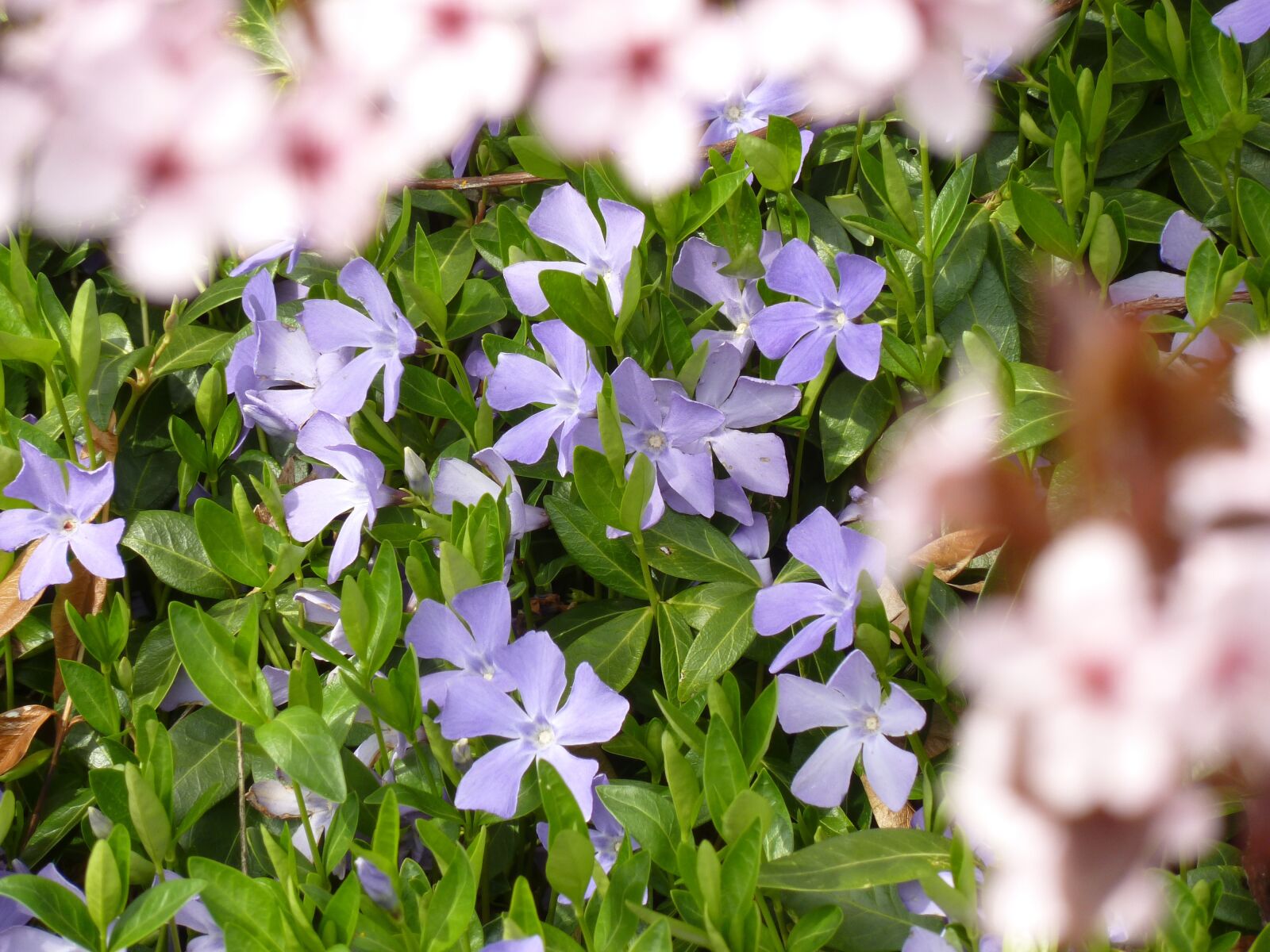 Panasonic Lumix DMC-ZS5 (Lumix DMC-TZ8) sample photo. Viola, purple flower, nature photography