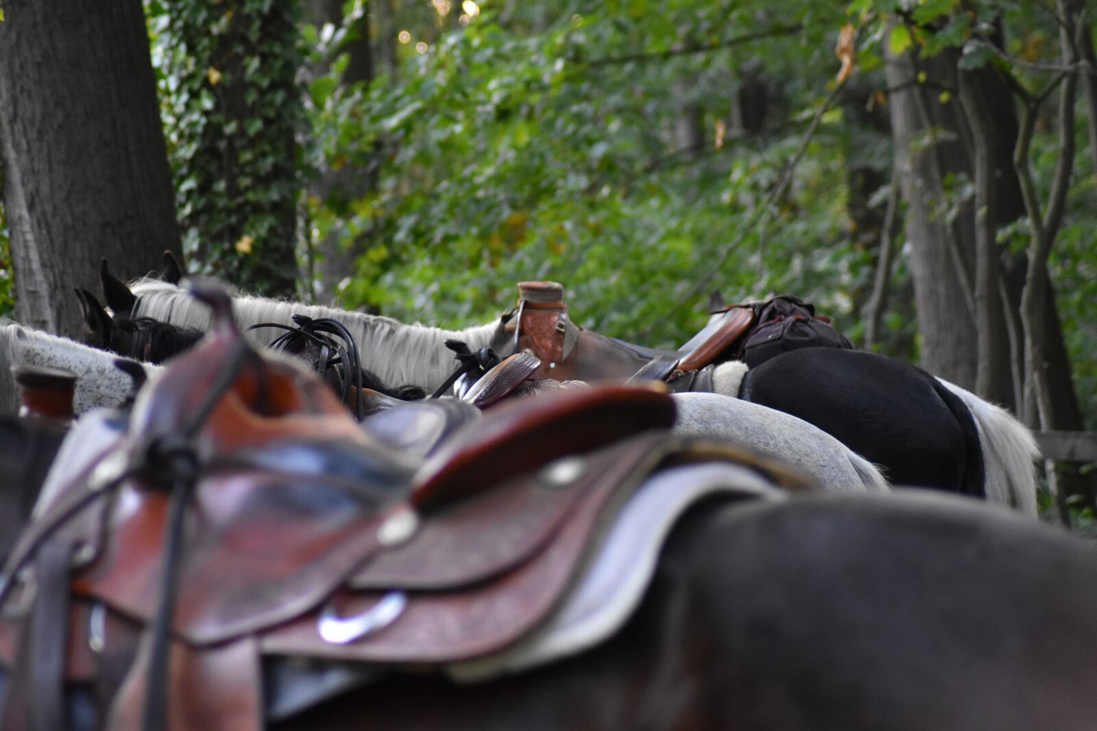 Nikon D3500 sample photo. Order, horses, outdoor air photography
