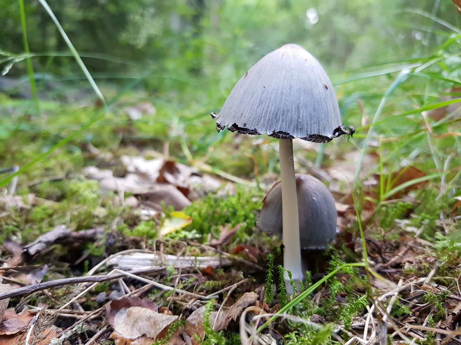 Samsung Galaxy S8+ sample photo. Mushroom, forest, moss photography