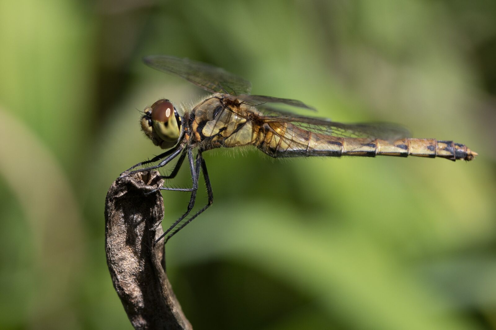 Canon EOS 750D (EOS Rebel T6i / EOS Kiss X8i) sample photo. Dragonfly, red dragonfly, insects photography