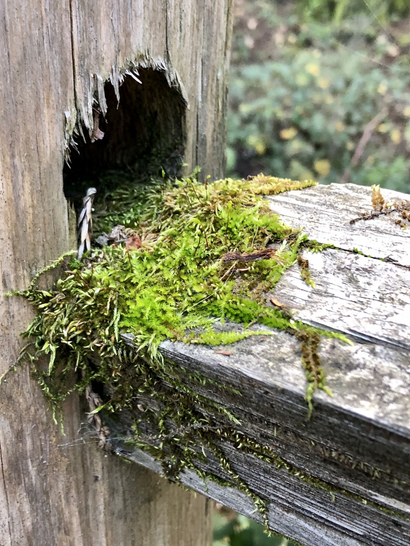 iPhone 8 back camera 3.99mm f/1.8 sample photo. Nature, landscape, forest photography