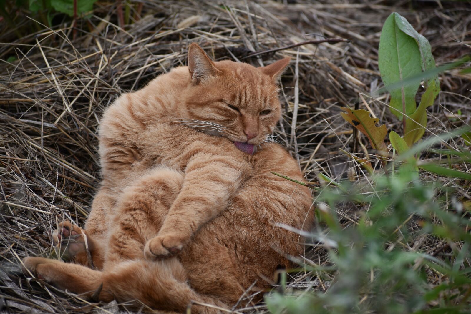 Nikon D7200 sample photo. Animal, cat, relax photography