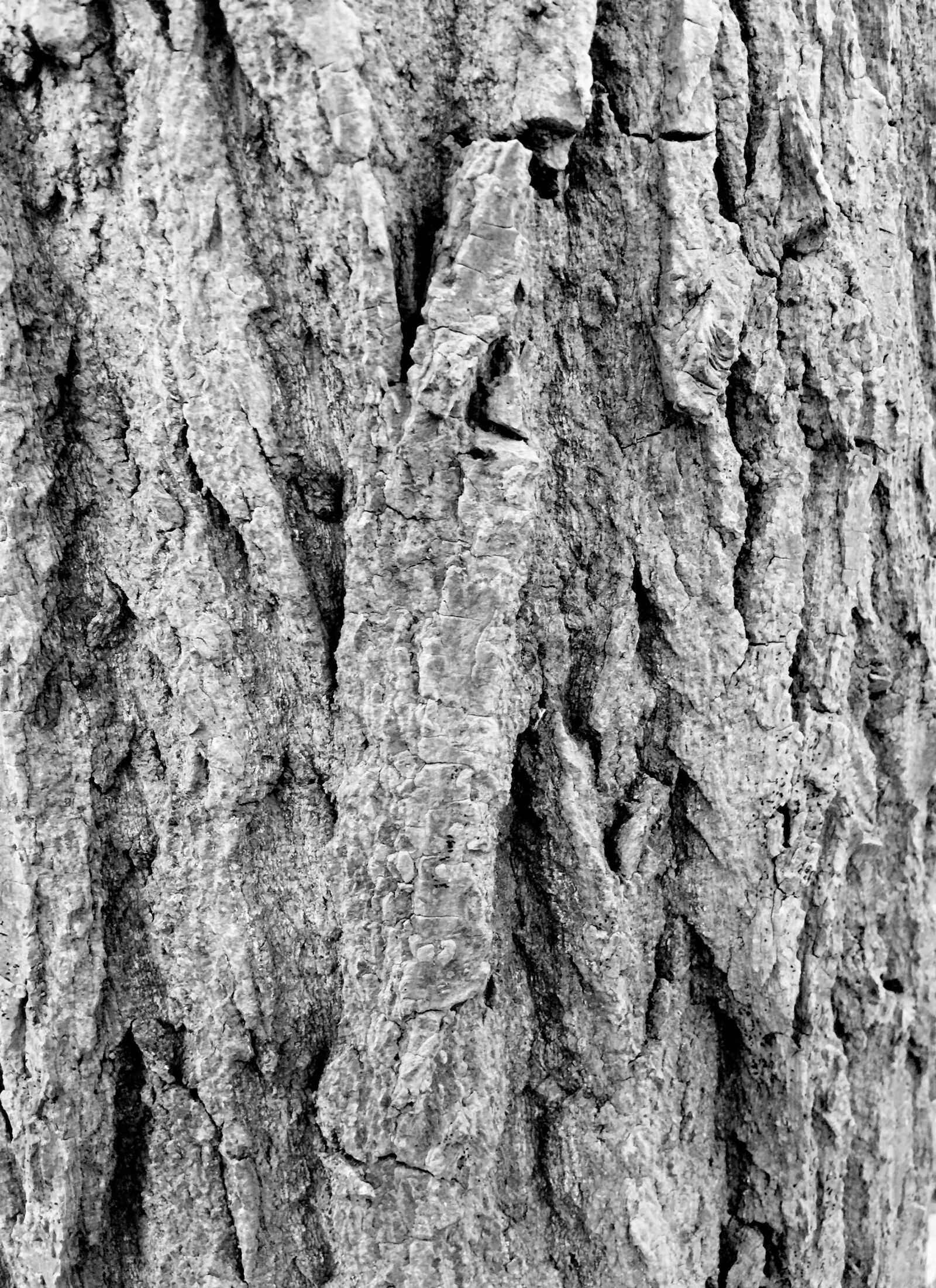 iPhone 6 Plus back camera 4.15mm f/2.2 sample photo. Bark, forest, tree photography