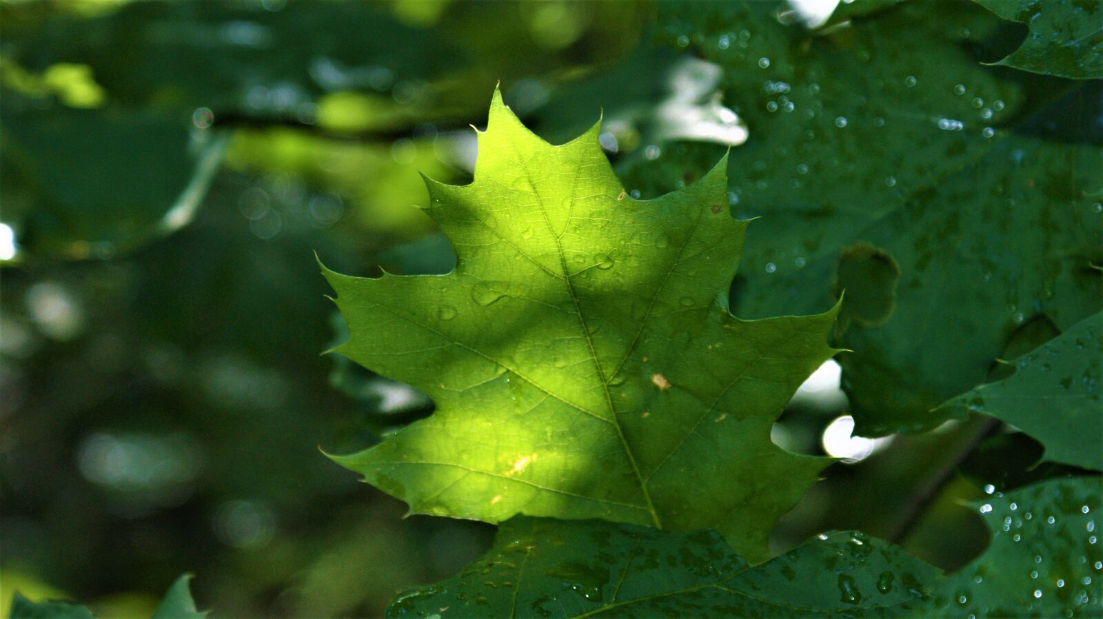 Sony Alpha DSLR-A350 sample photo. Raindrops, oak, leaves photography
