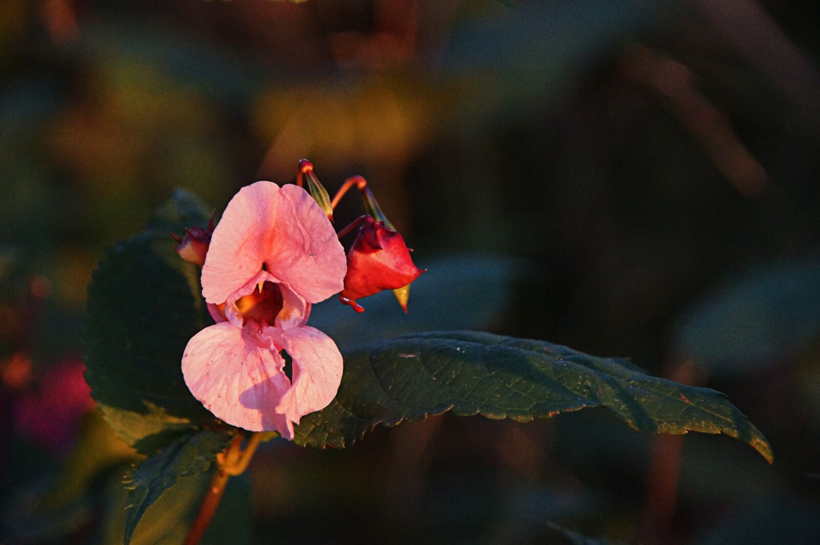 Sony SLT-A57 sample photo. Forest, flower, forest flower photography