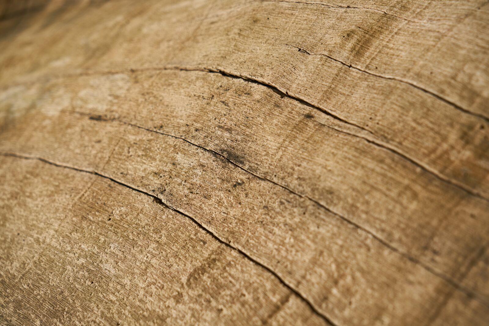 Sony a7R II sample photo. Abstract, texture, tree photography