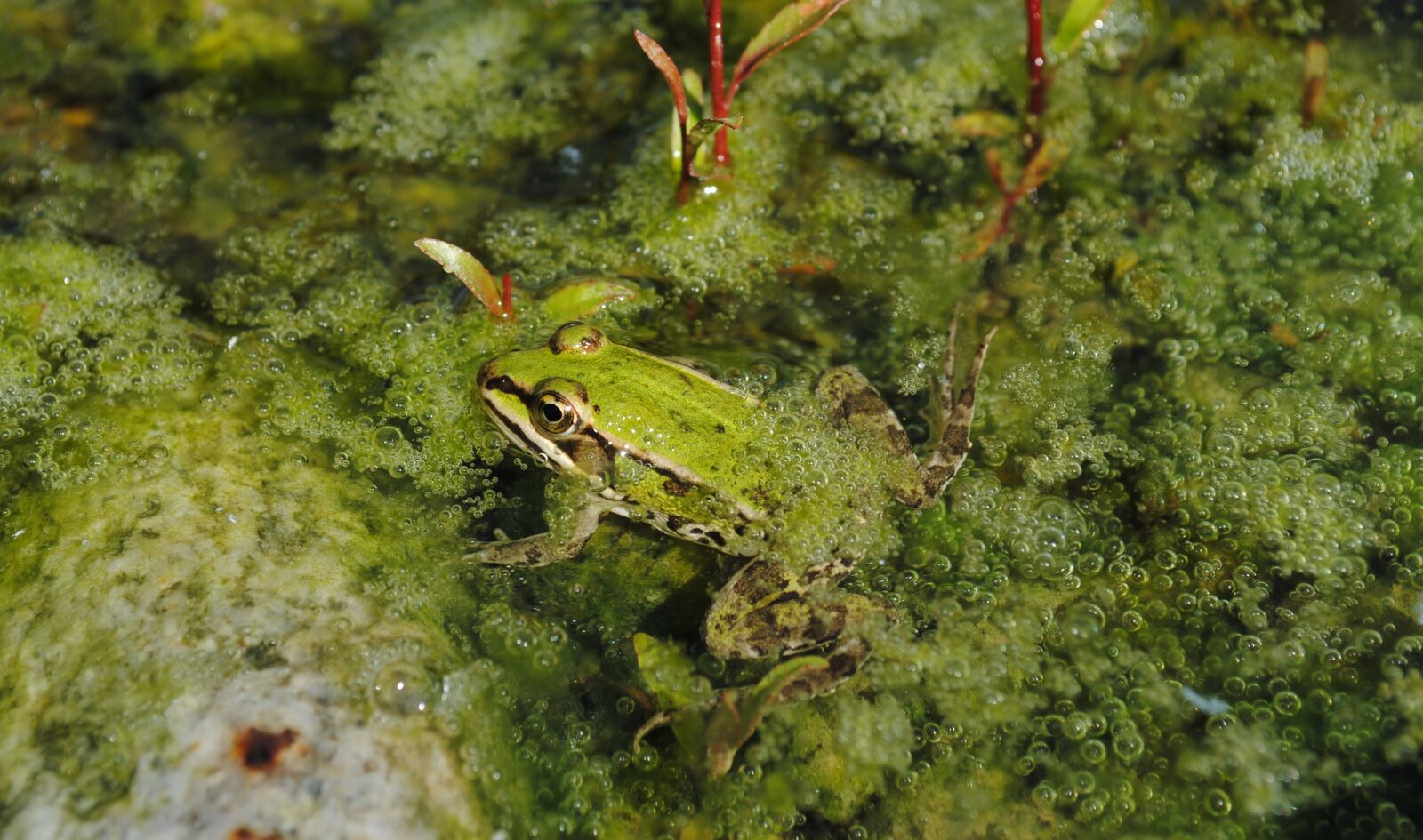 Nikon D3000 sample photo. Frog, green, water photography
