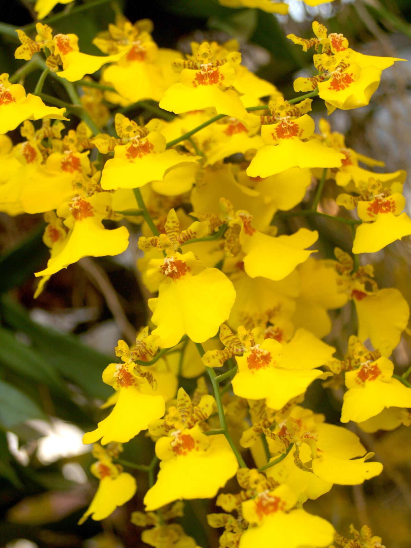 Olympus E-300 (EVOLT E-300) sample photo. Orchid, flower, bright photography