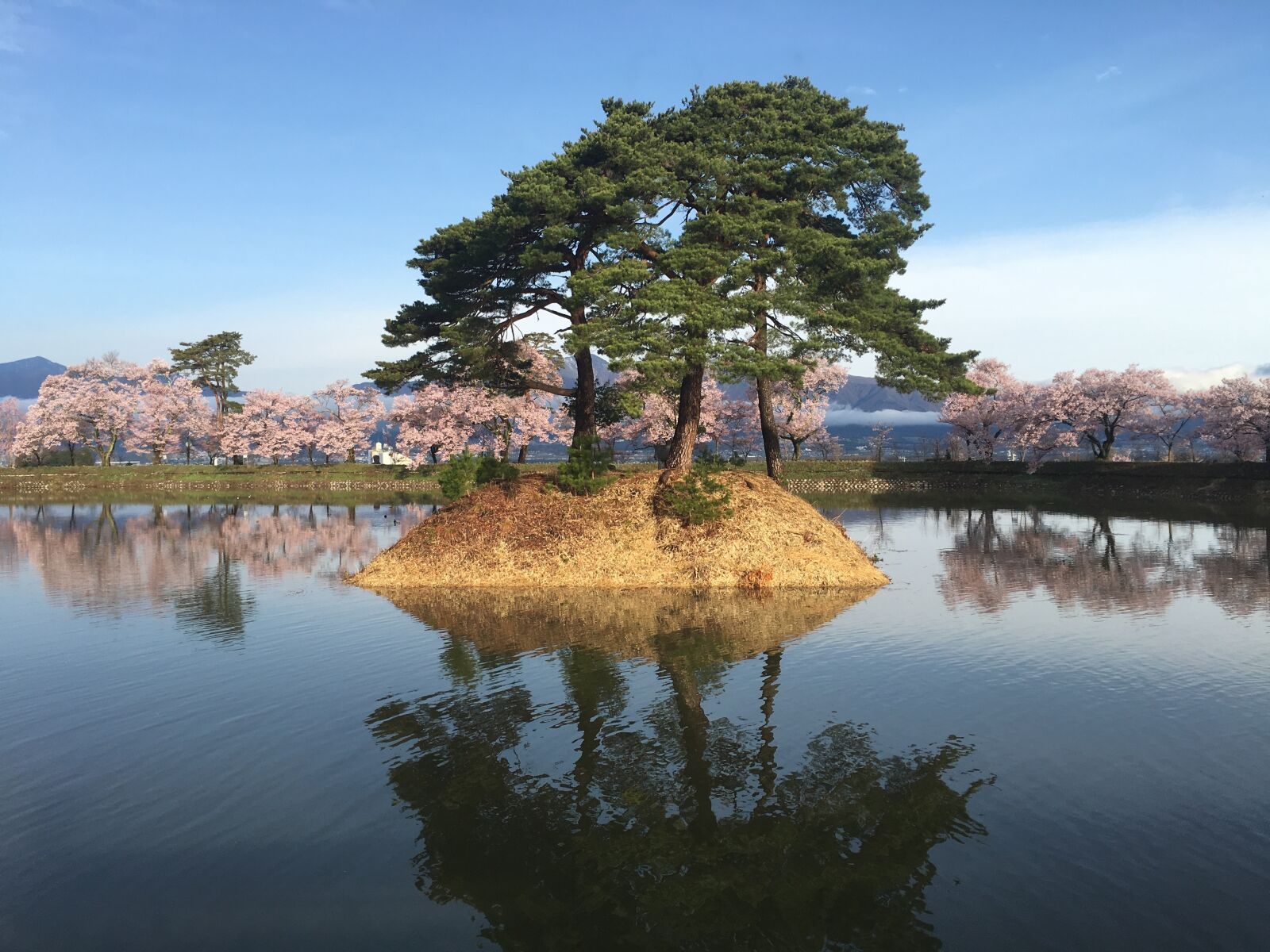 Apple iPhone 6s Plus sample photo. Cherry blossoms, japan, pond photography