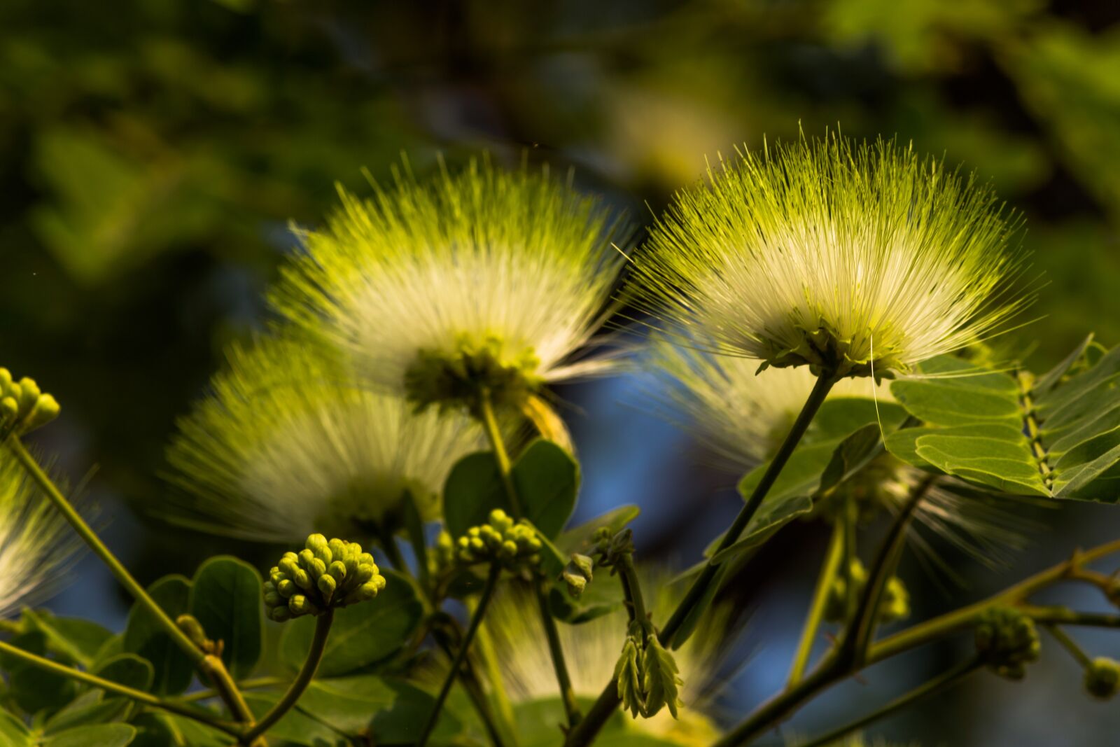 Canon EOS 700D (EOS Rebel T5i / EOS Kiss X7i) sample photo. Acacia, blooming, yellow flower photography
