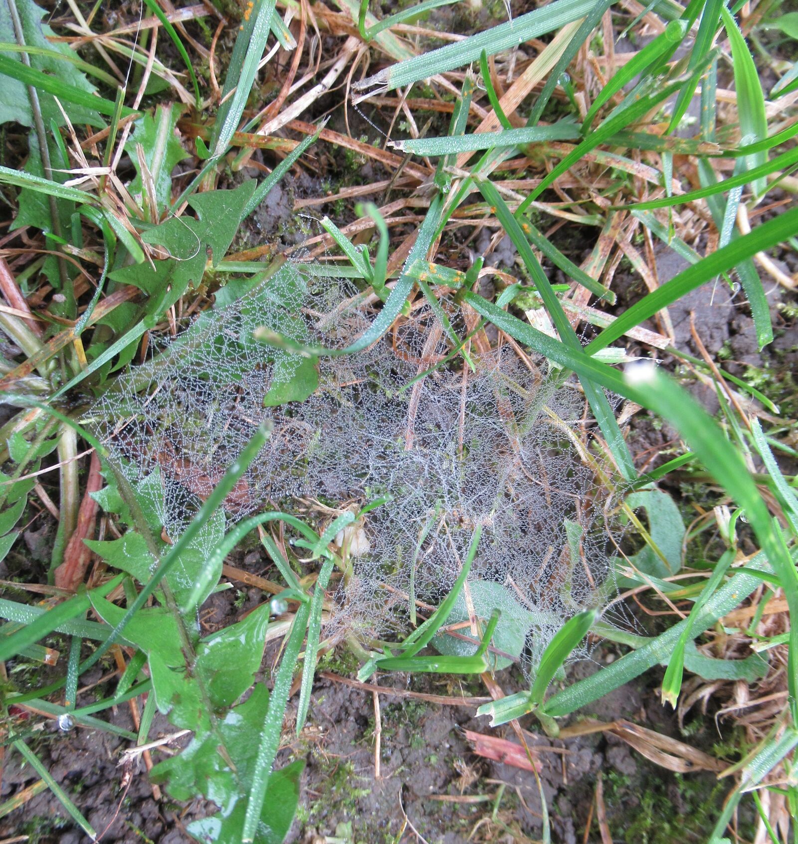 Canon PowerShot SX620 HS sample photo. Autumn, dew, web photography