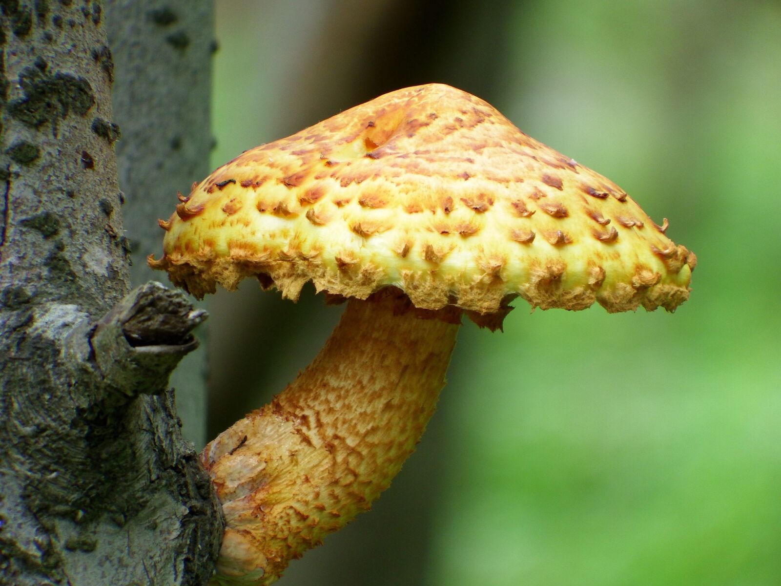 Fujifilm FinePix S1 sample photo. Mushroom, cap, tree photography