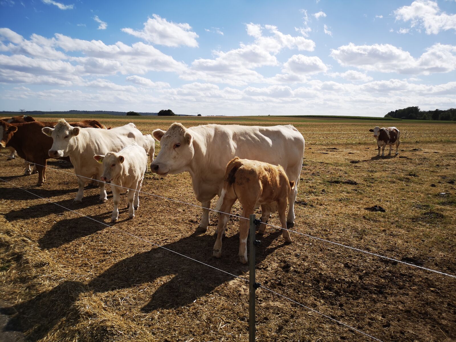 HUAWEI CLT-L29 sample photo. Cow, flock, calf photography