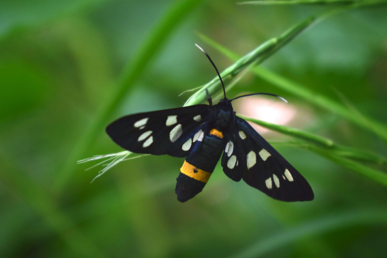 Nikon D3300 sample photo. Butterfly, insect, nature photography