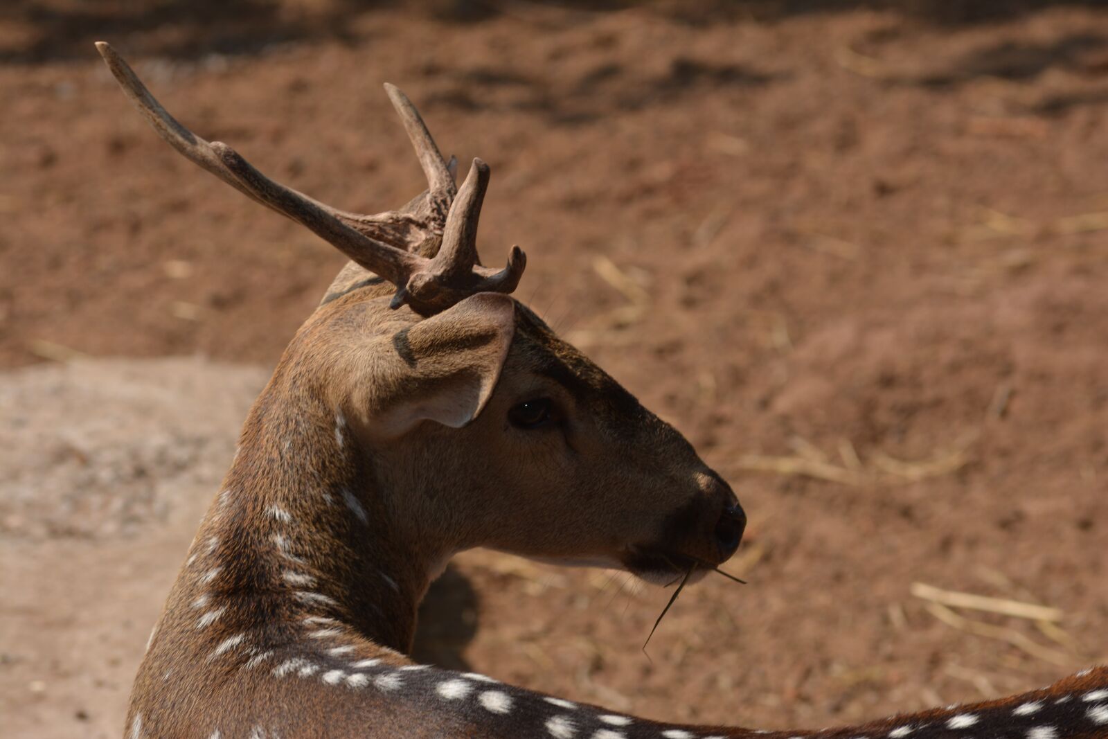 Nikon D5200 sample photo. Deer, animal, mammal photography