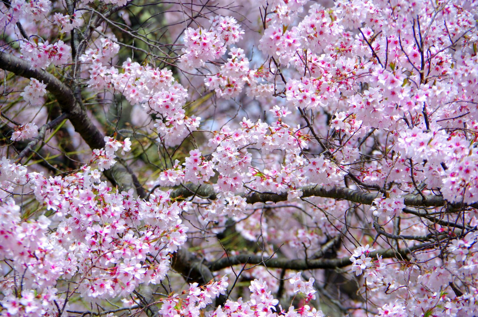 Pentax K-30 sample photo. Cherry, flowers, wood photography