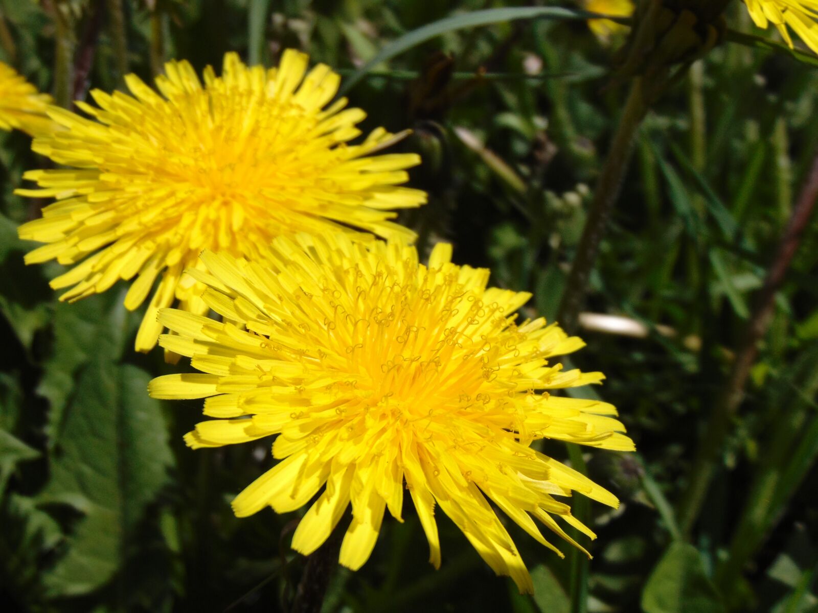 Sony Cyber-shot DSC-H300 sample photo. Dandelions, flowers, yellow photography