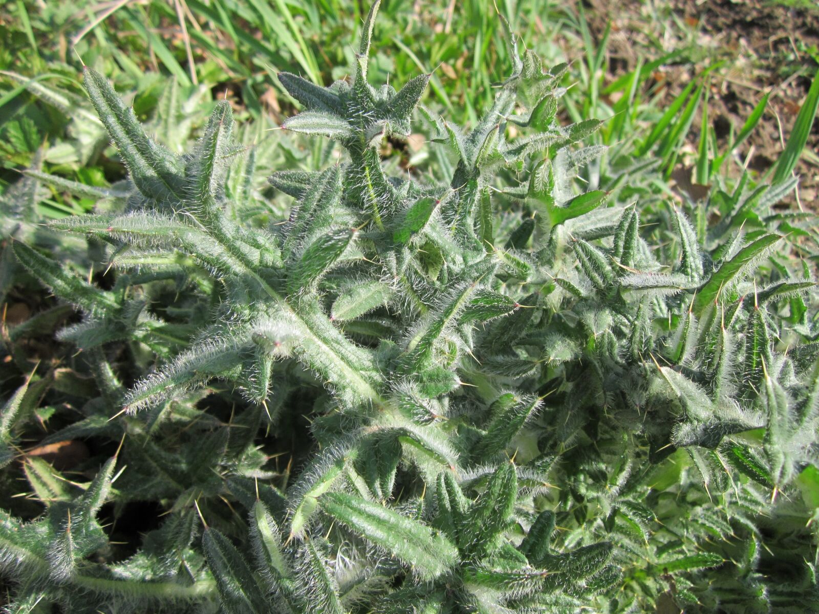 Canon PowerShot A1200 sample photo. Carduus acanthoides, spiny plumeless photography