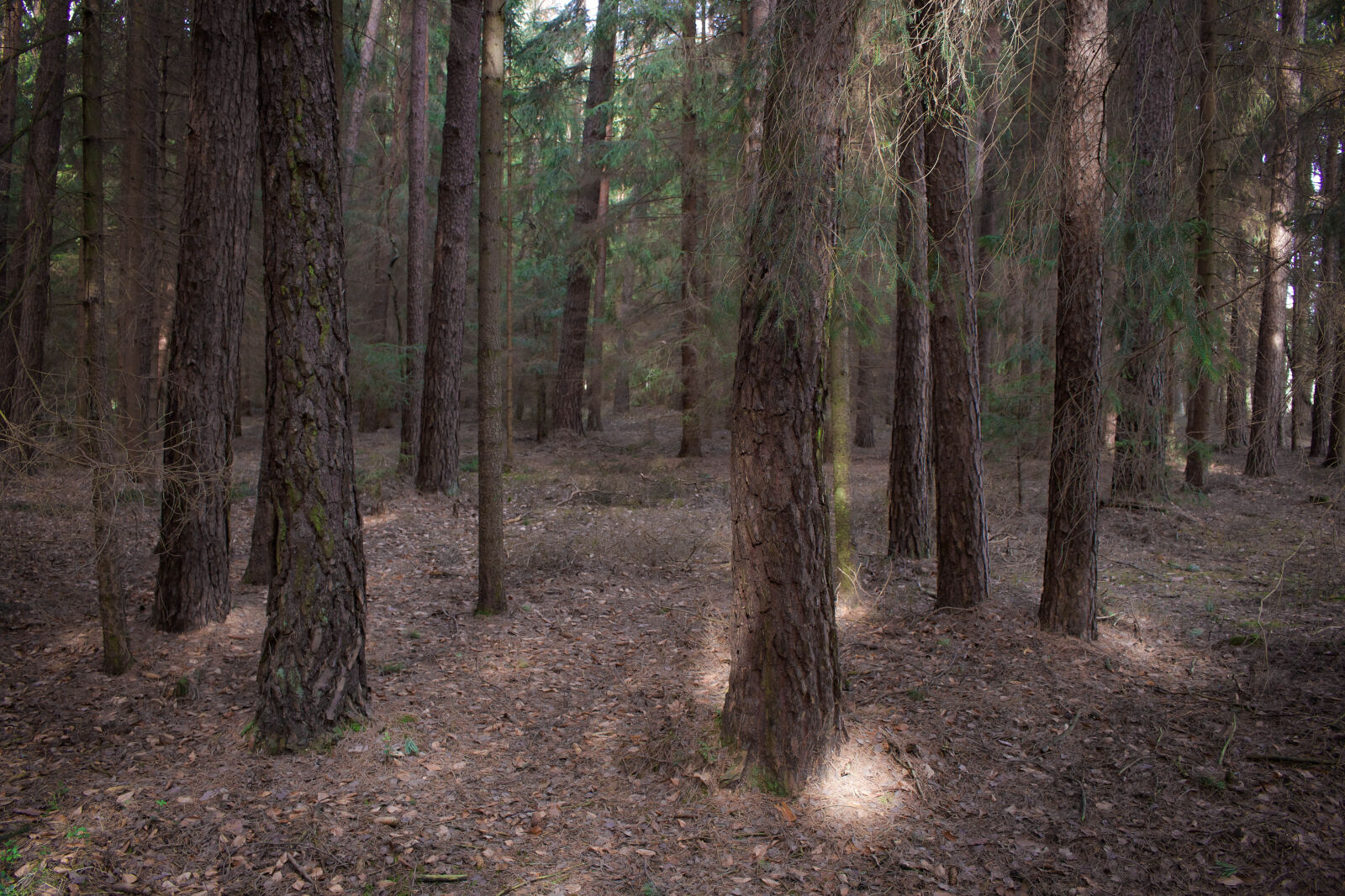 Canon EOS 700D (EOS Rebel T5i / EOS Kiss X7i) sample photo. Coniferous, forest, floor photography