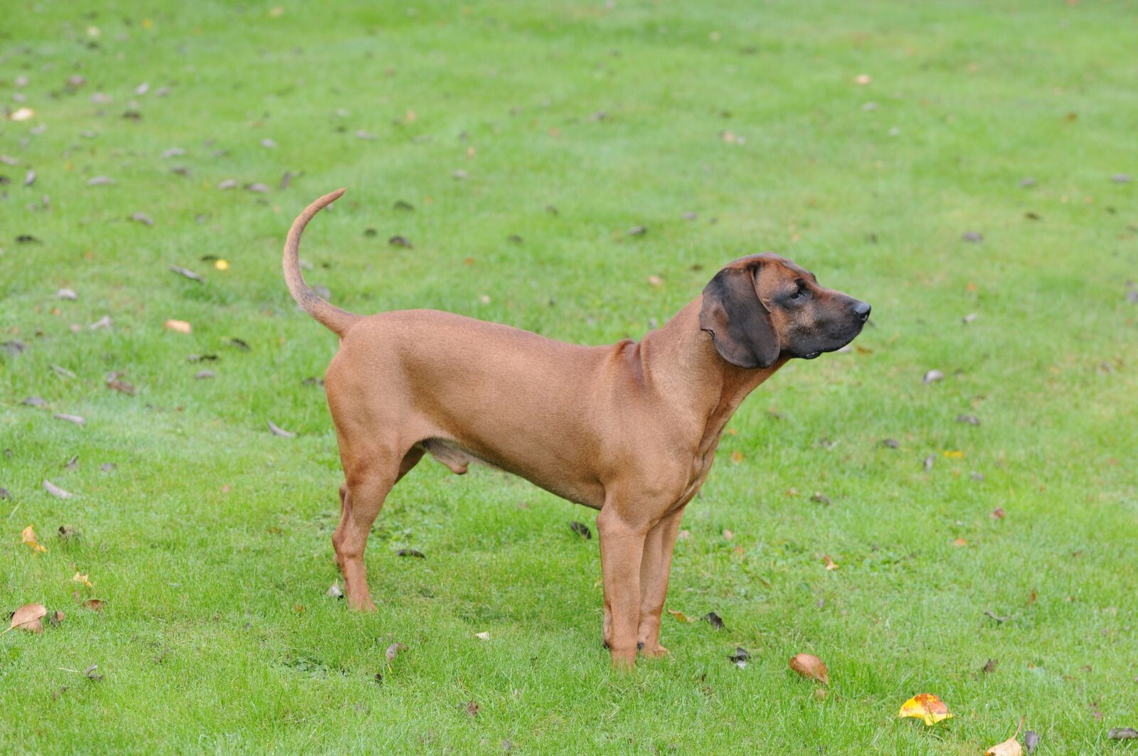Nikon D300S sample photo. Mammal, dog, animals photography