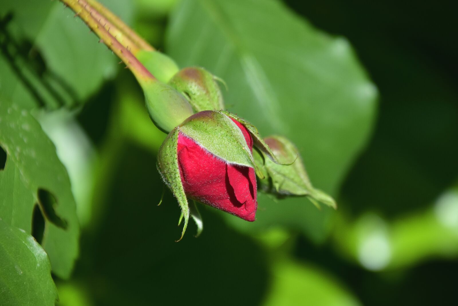 Nikon D7200 sample photo. Leaf, nature, flower photography