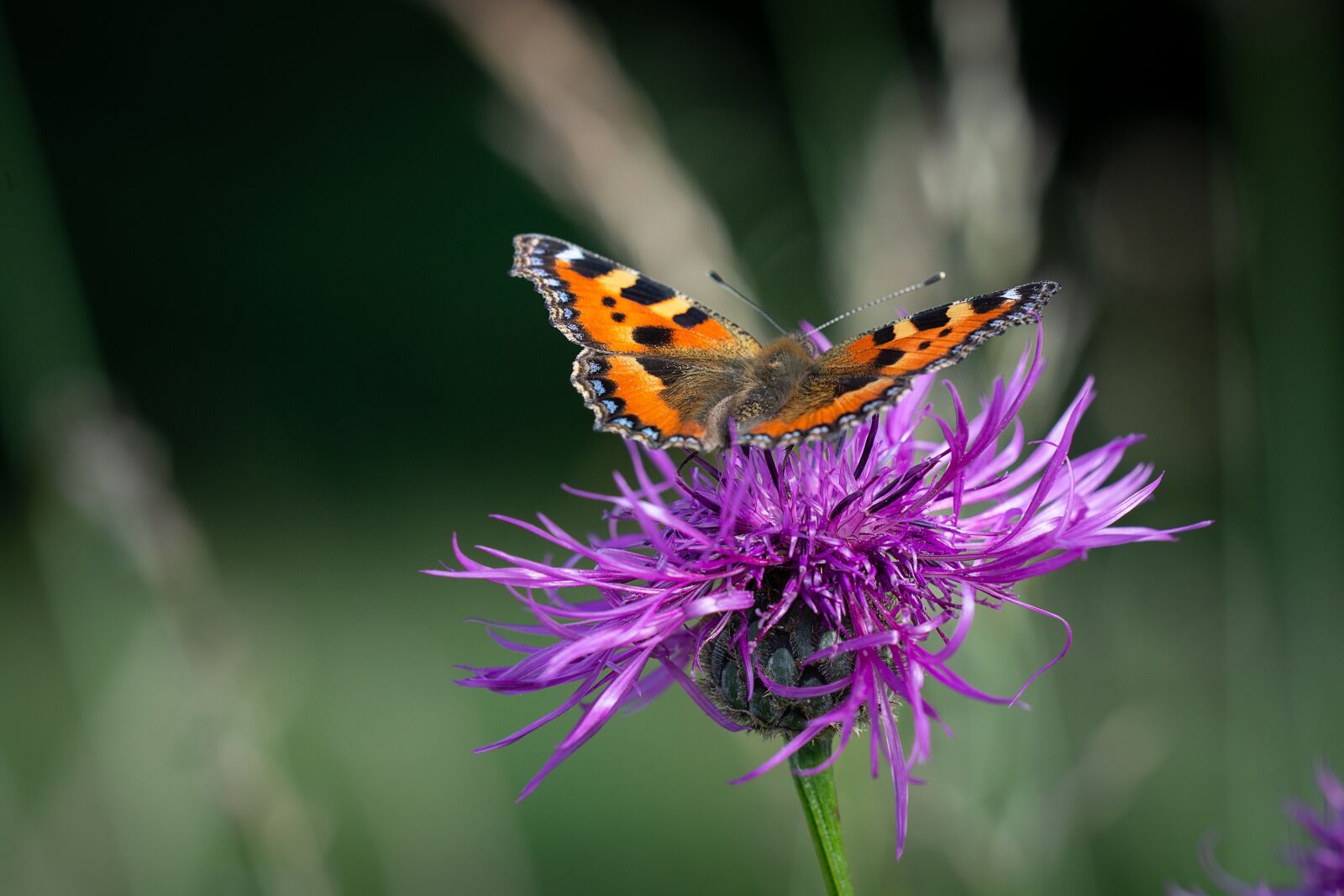 Nikon D7100 sample photo. Butterfly, animal, insect photography