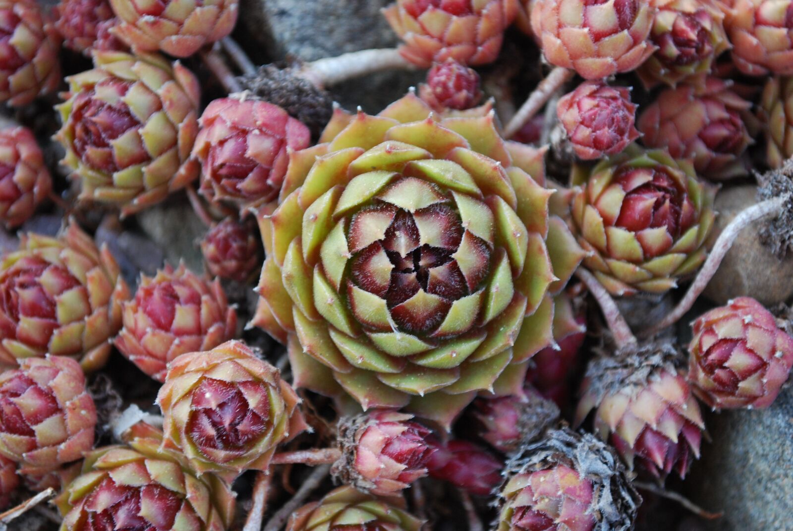 Nikon D40X sample photo. Plants, leaf, geometry photography