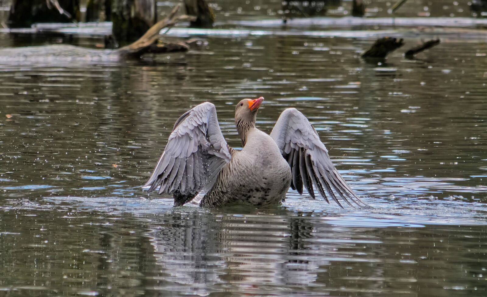 Panasonic Lumix DC-G9 sample photo. Goose, goose on the photography