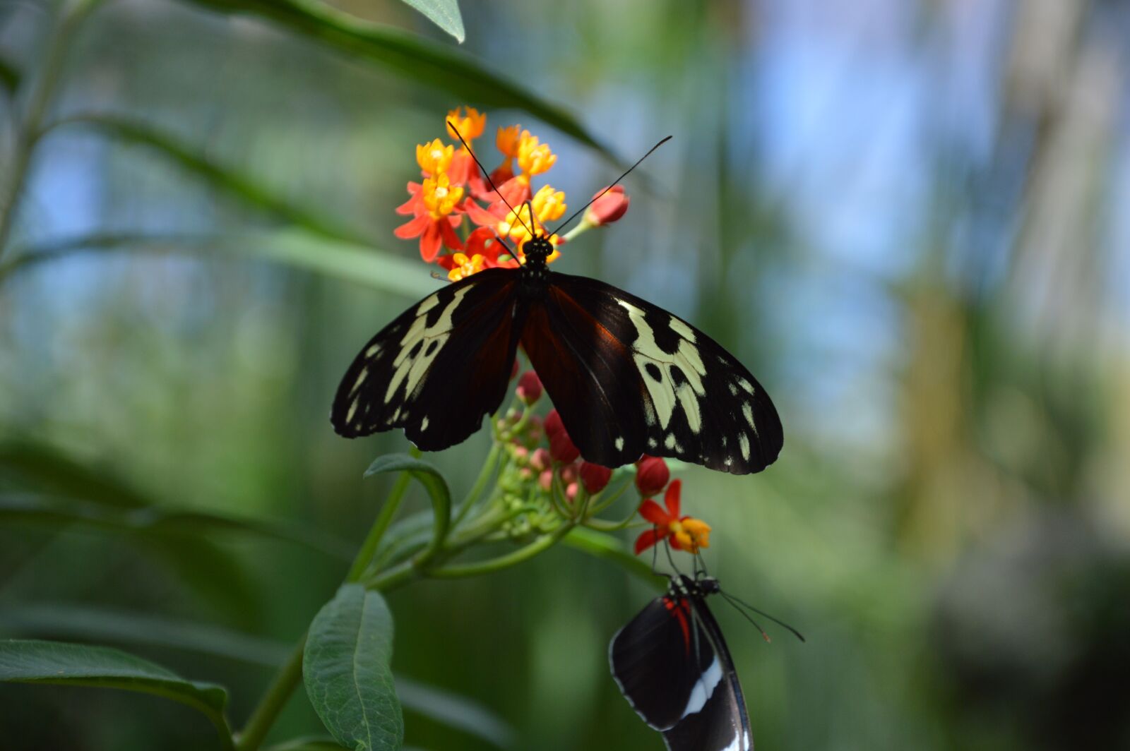 Nikon D3200 sample photo. Butterflies, green, nature photography