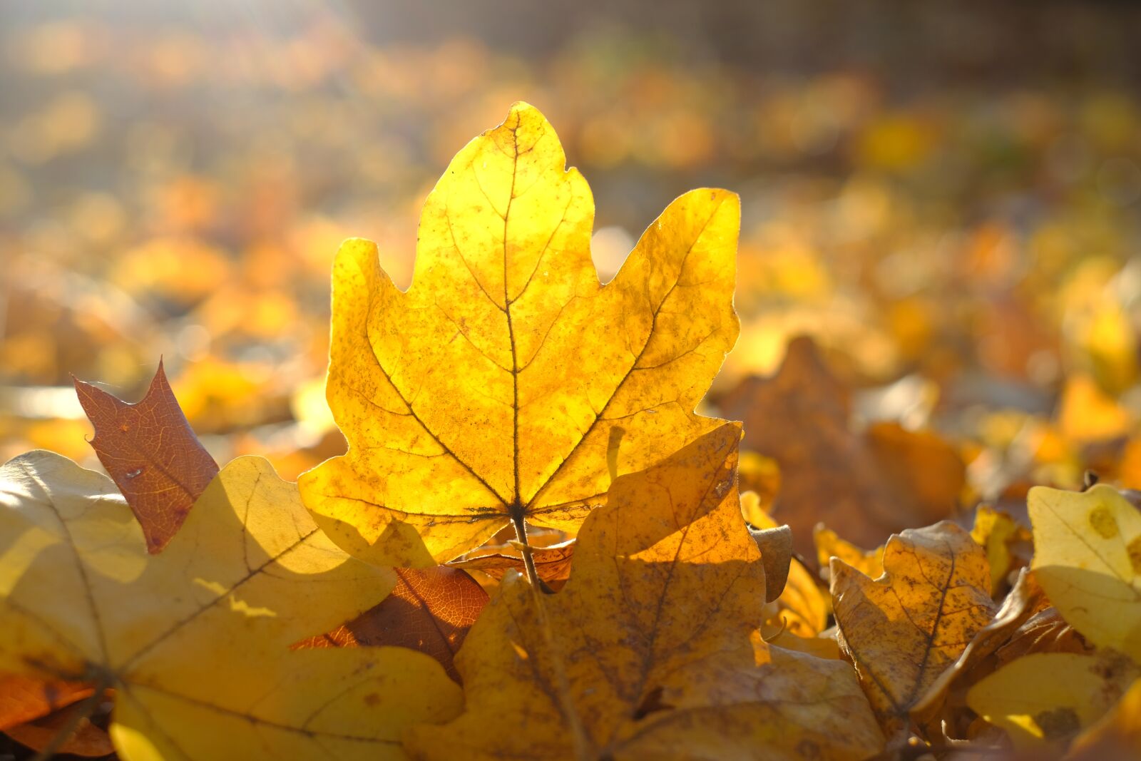 Fujifilm X-T2 + Fujifilm XF 35mm F1.4 R sample photo. Leaf, maple leaf, leaves photography