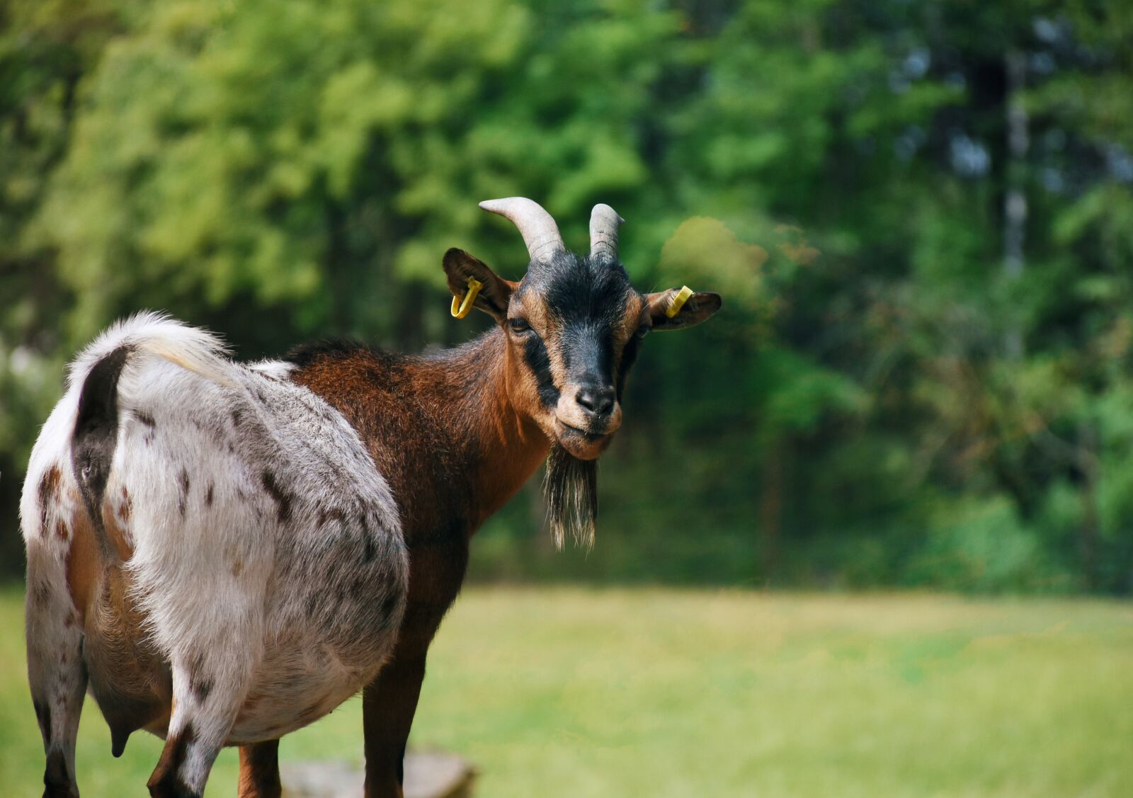 Nikon D7200 sample photo. Goat, animal, mammal photography