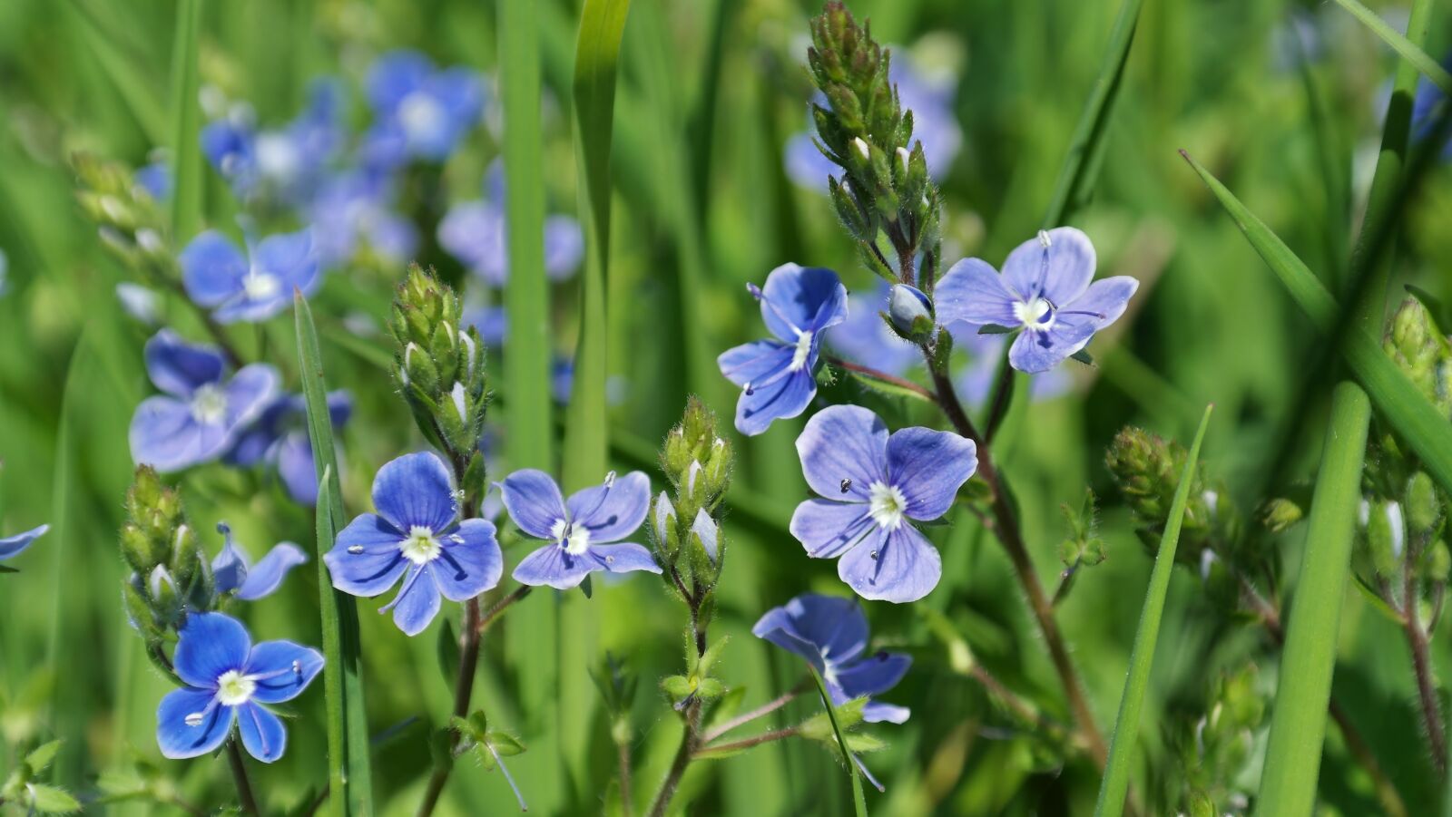 Samsung NX20 sample photo. Flower, blue, meadow photography