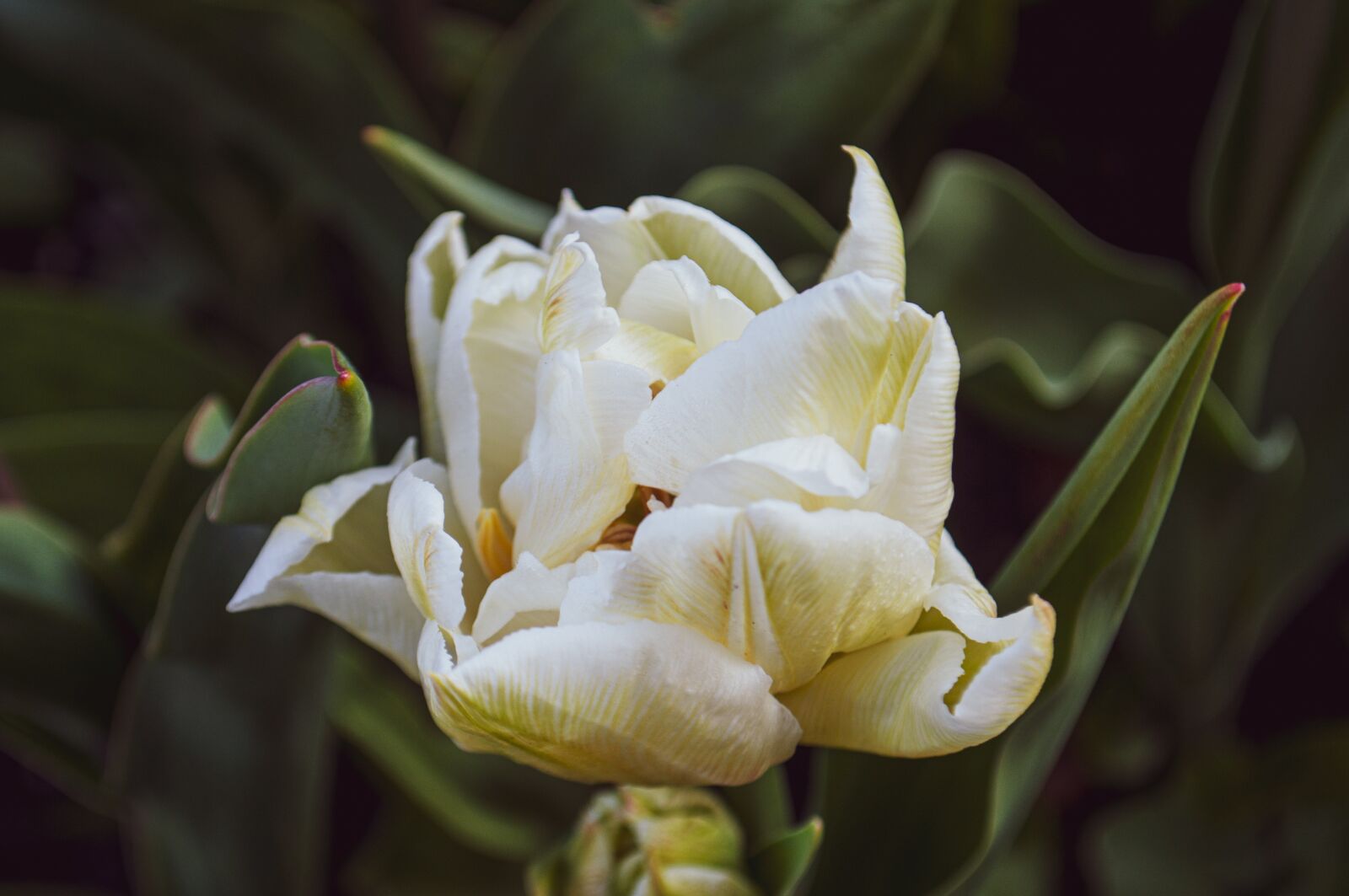 Nikon D90 sample photo. Rose, flower, love photography
