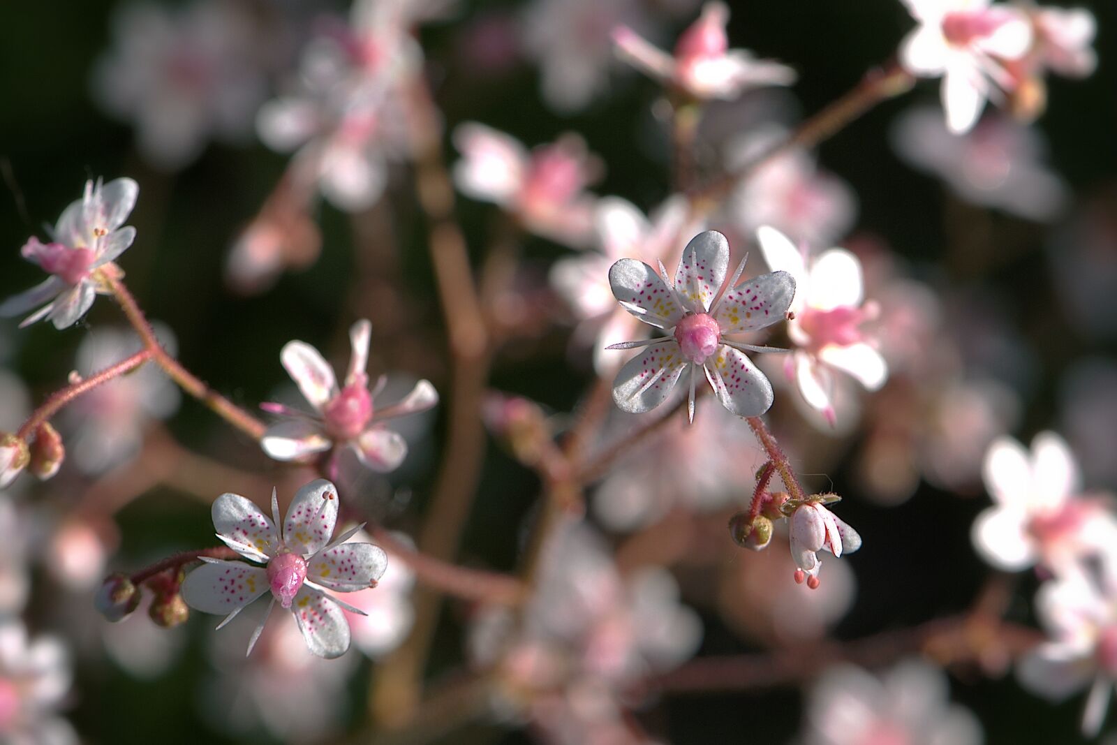 Nikon D5600 sample photo. Flowers, pink, white photography