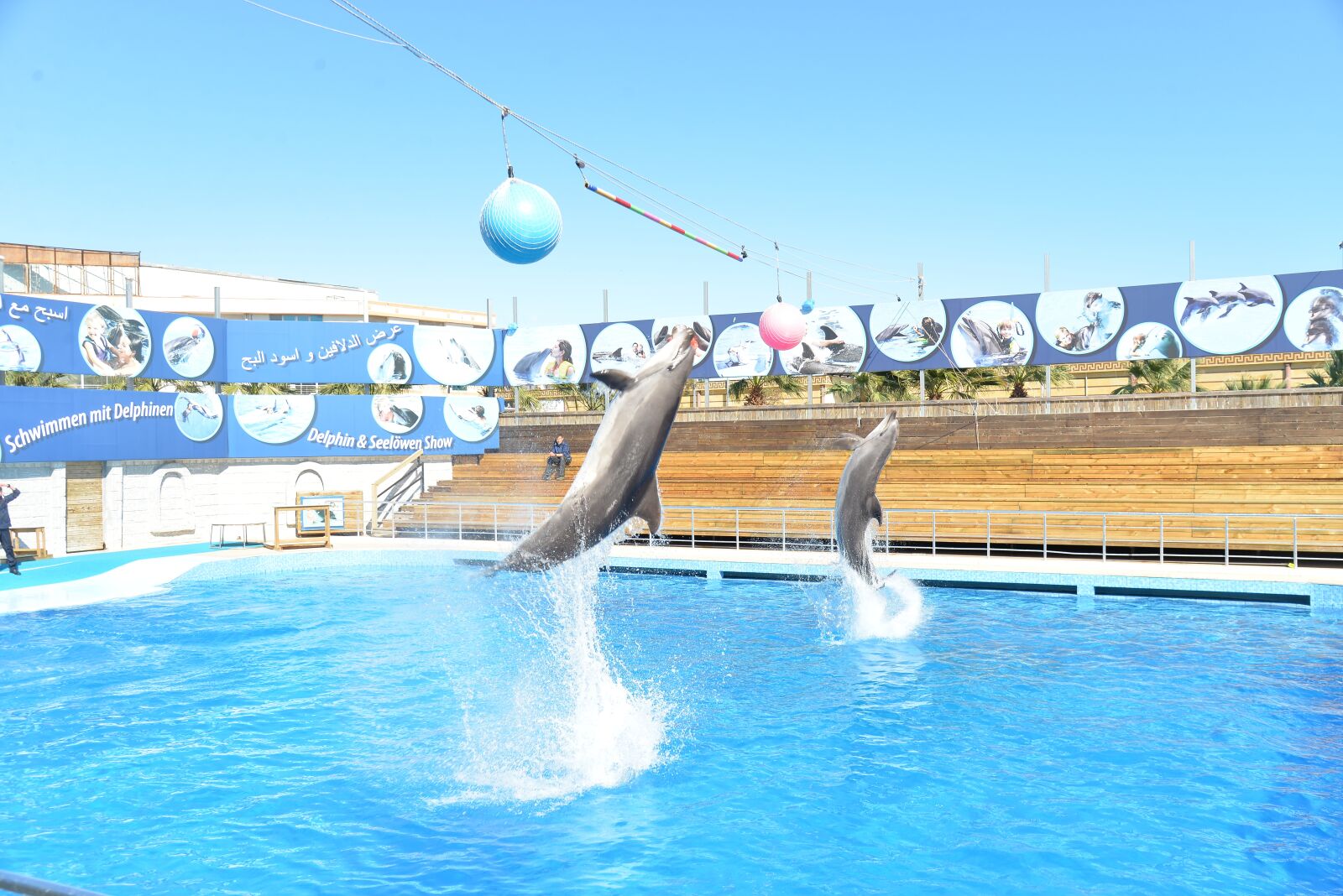 Nikon D610 sample photo. Dolphins, dolphin show, dolphin photography