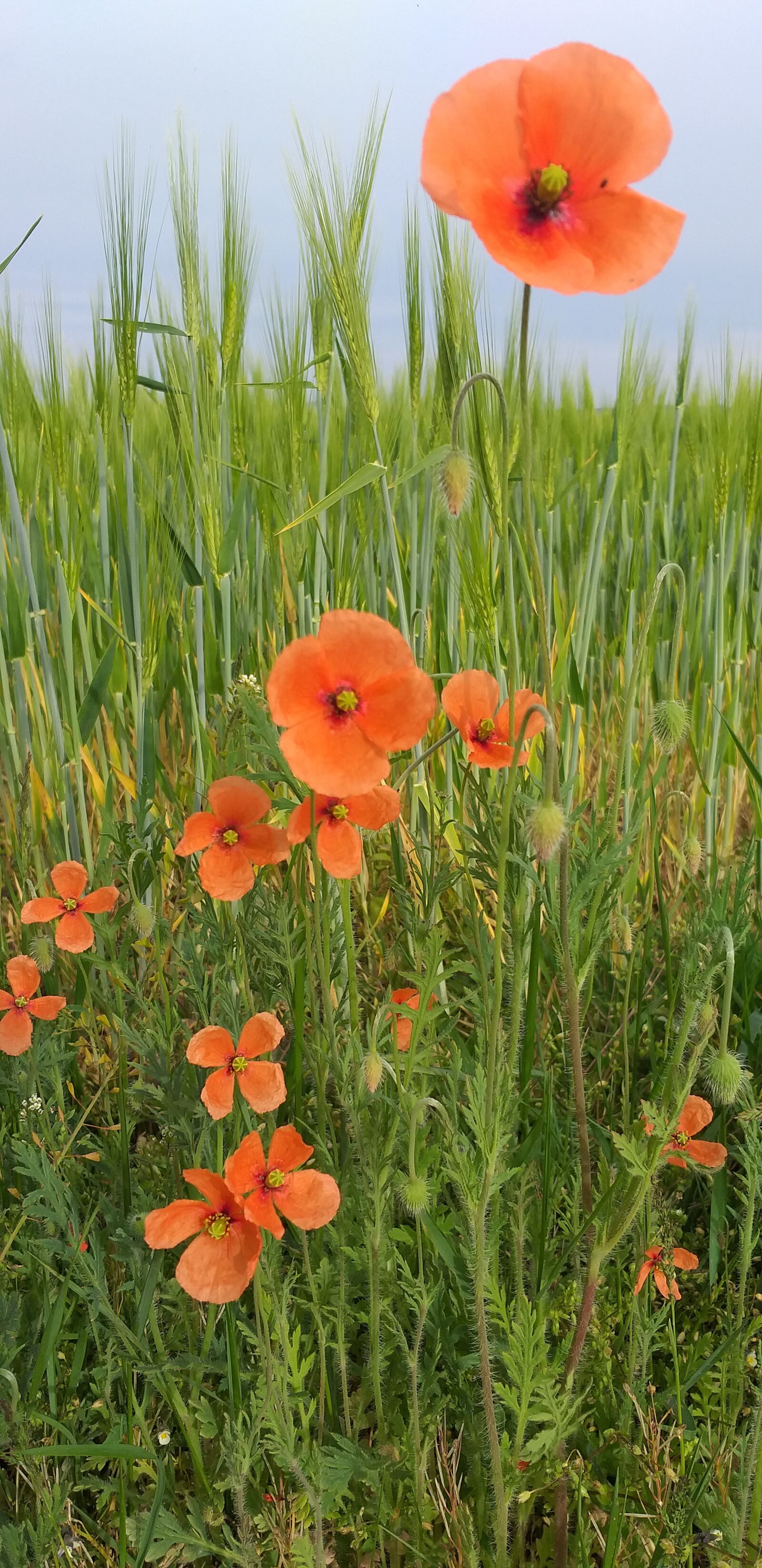 Samsung Galaxy A6+ sample photo. Poppy, red, poppy flower photography