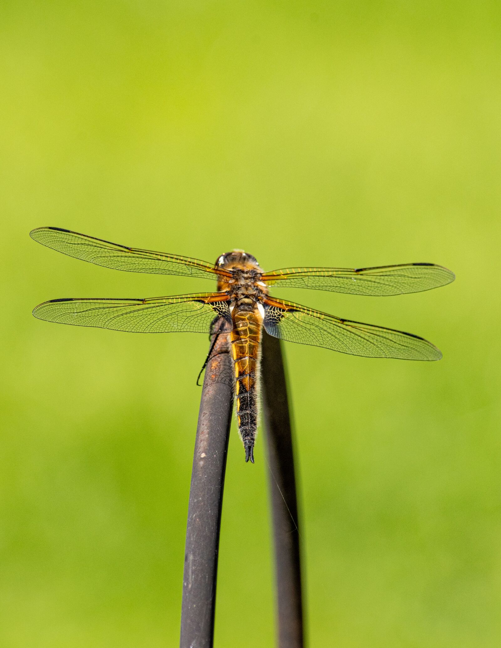Nikon D500 sample photo. Dragonfly, insect, animal photography