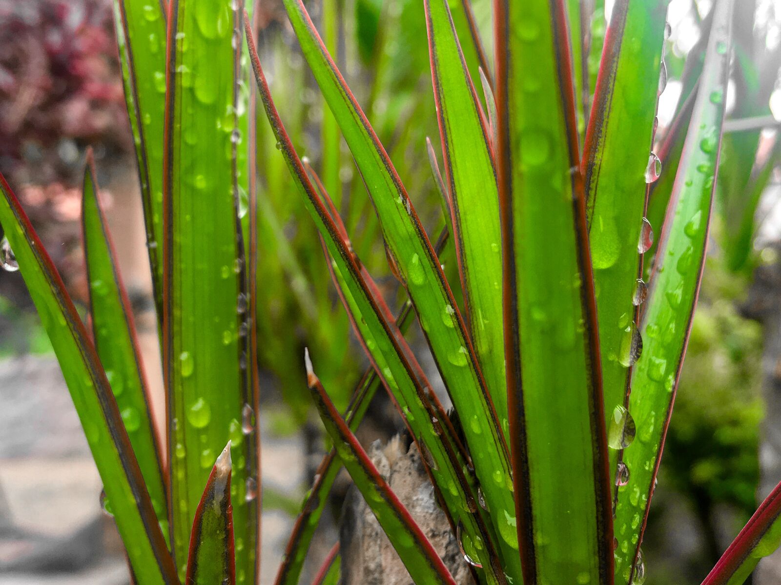 iPhone 6s Plus back camera 4.15mm f/2.2 sample photo. The drops of water photography